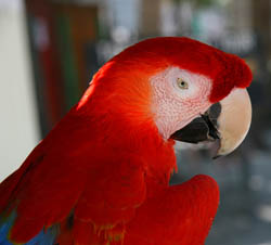 Costa Rica - papagaai